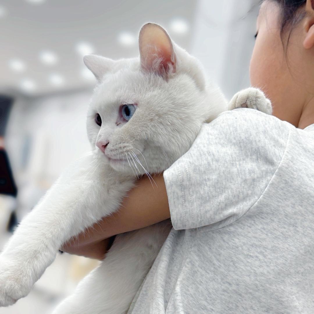 安静的白大白