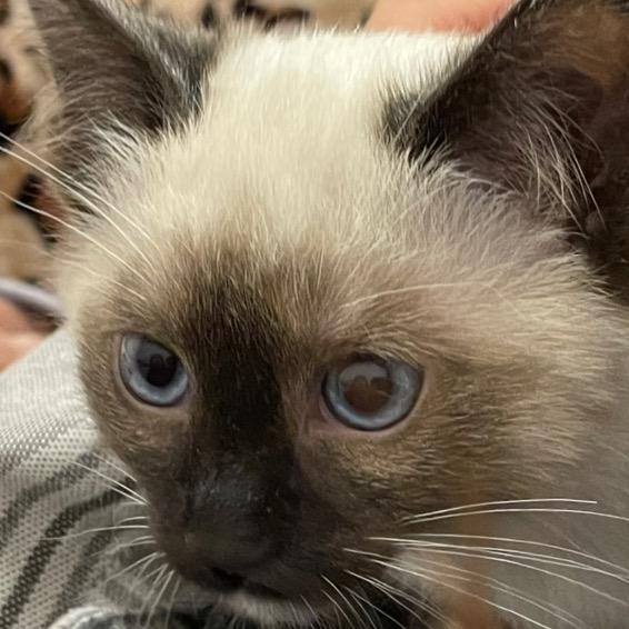 黑脸的窦尔敦（敦敦🐱）