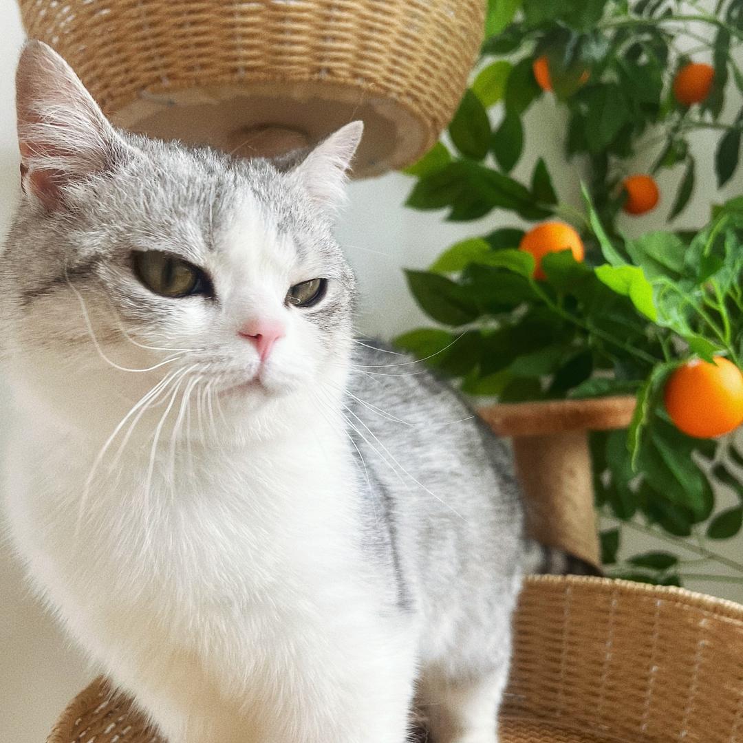 猫姑姑
