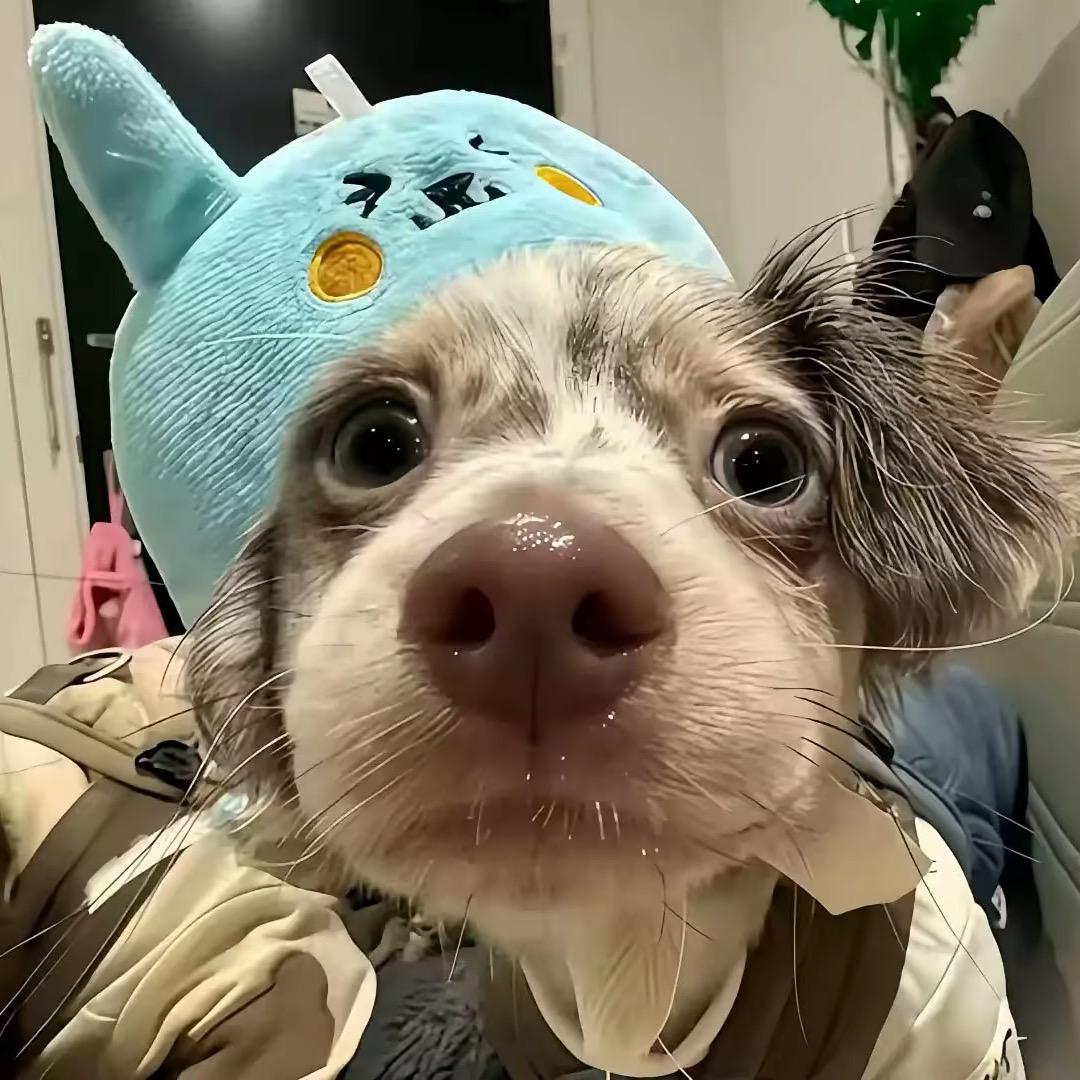 扎个小揪.