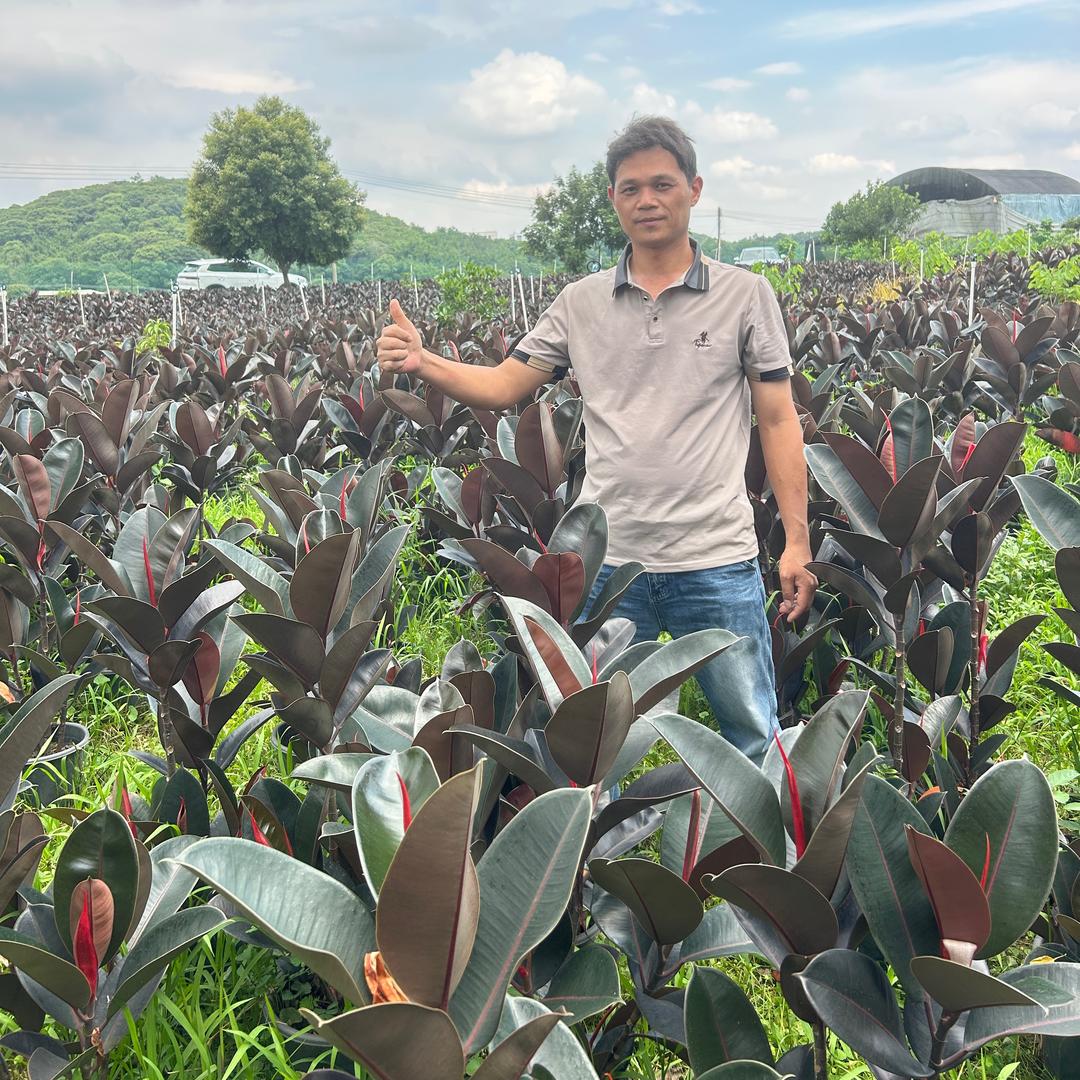 黑金刚橡皮树种植基地