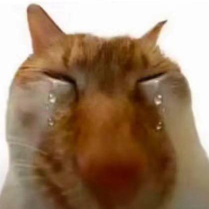 流泪小猫