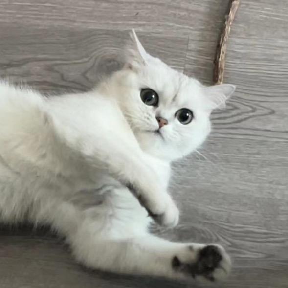 小糕崽