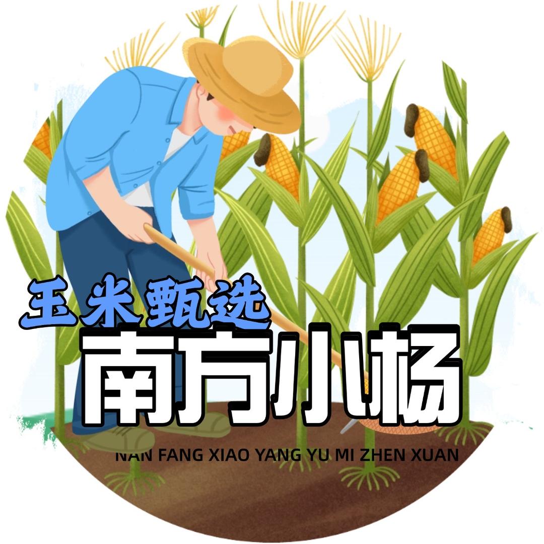 南方小杨玉米臻选