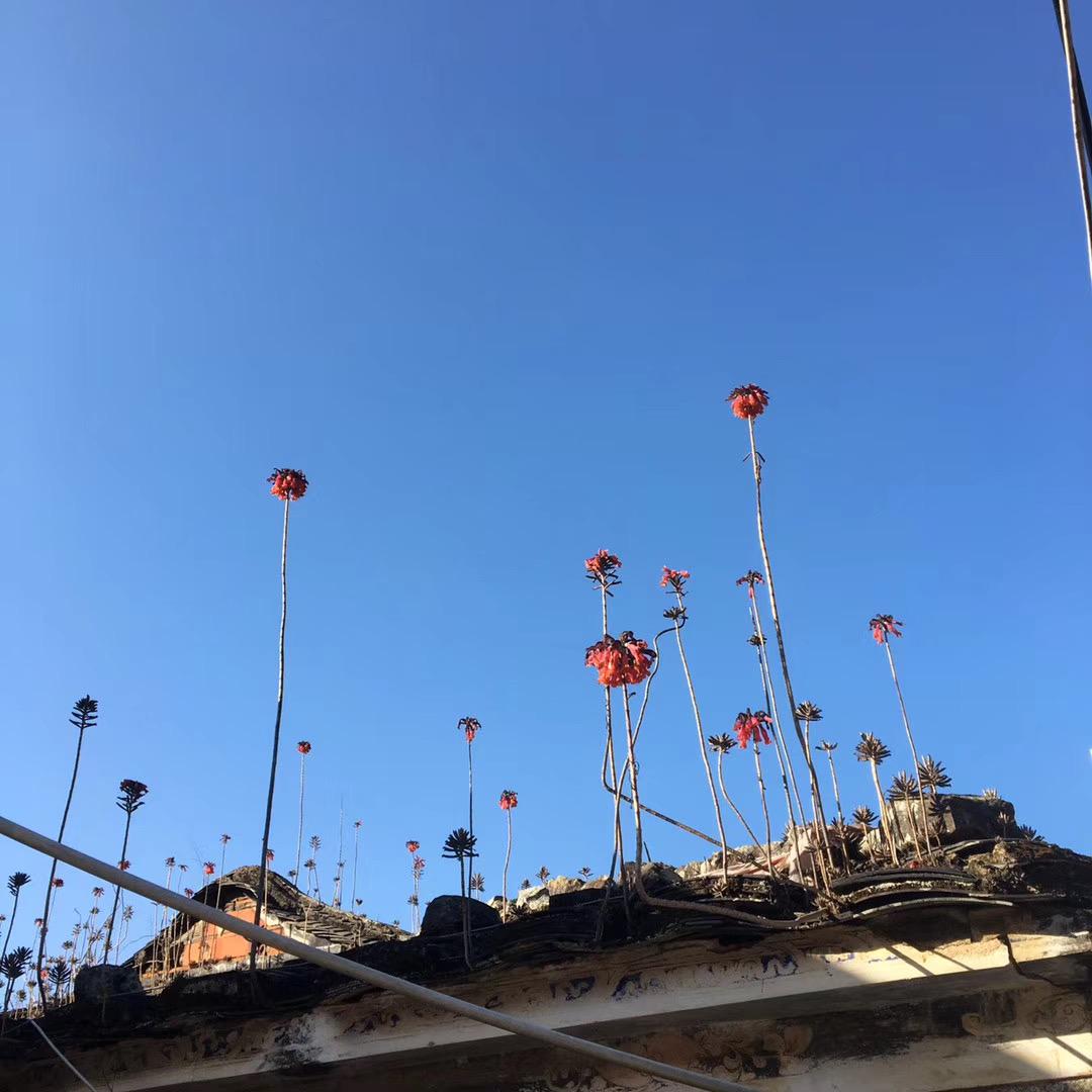 偲