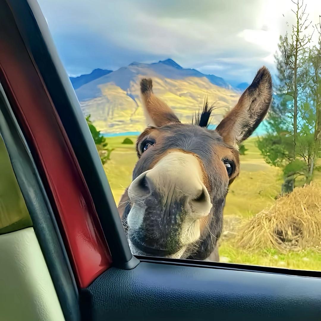 👑-是甜宝吖～