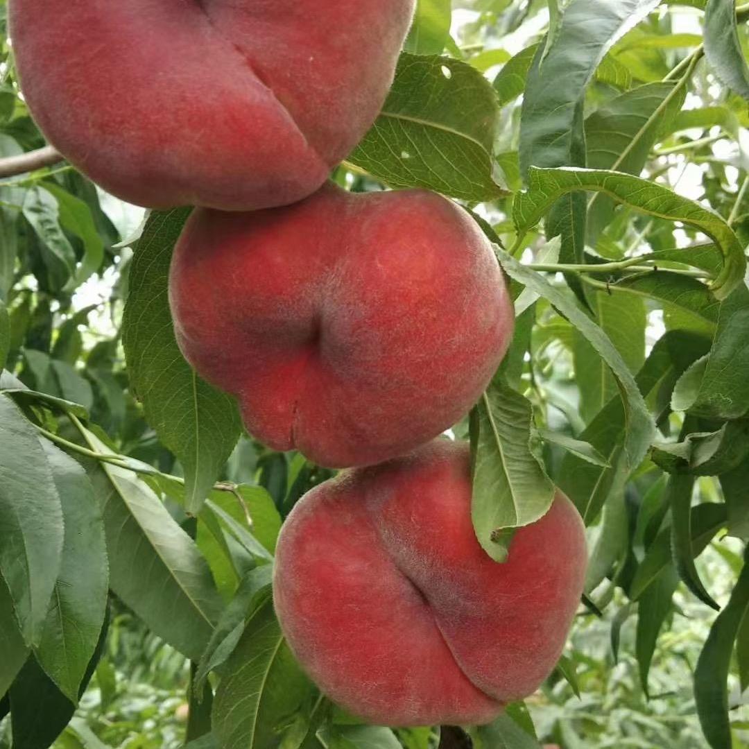 六号农场   鲜桃采摘