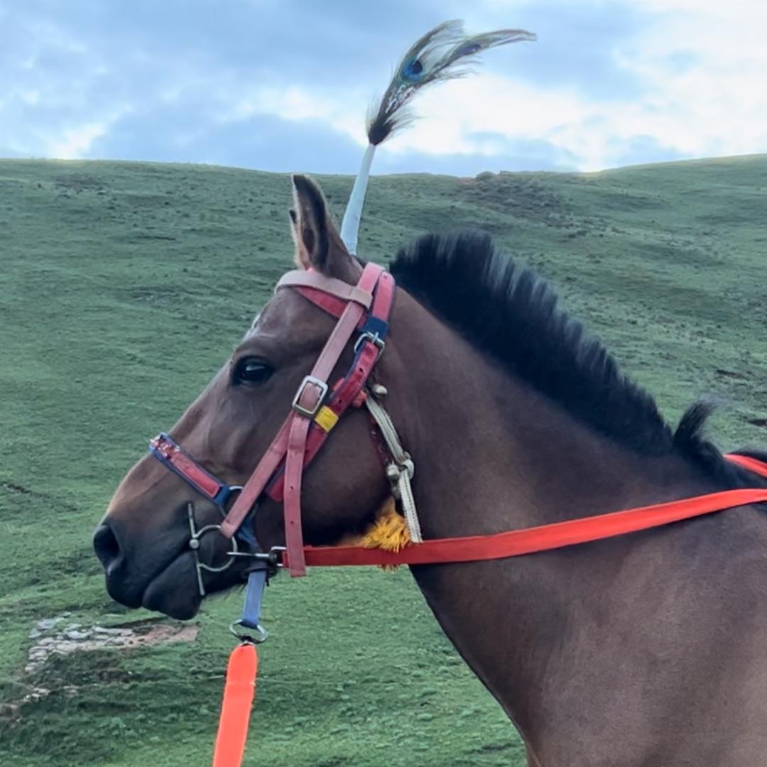 🐎炸卡贴刀🐎