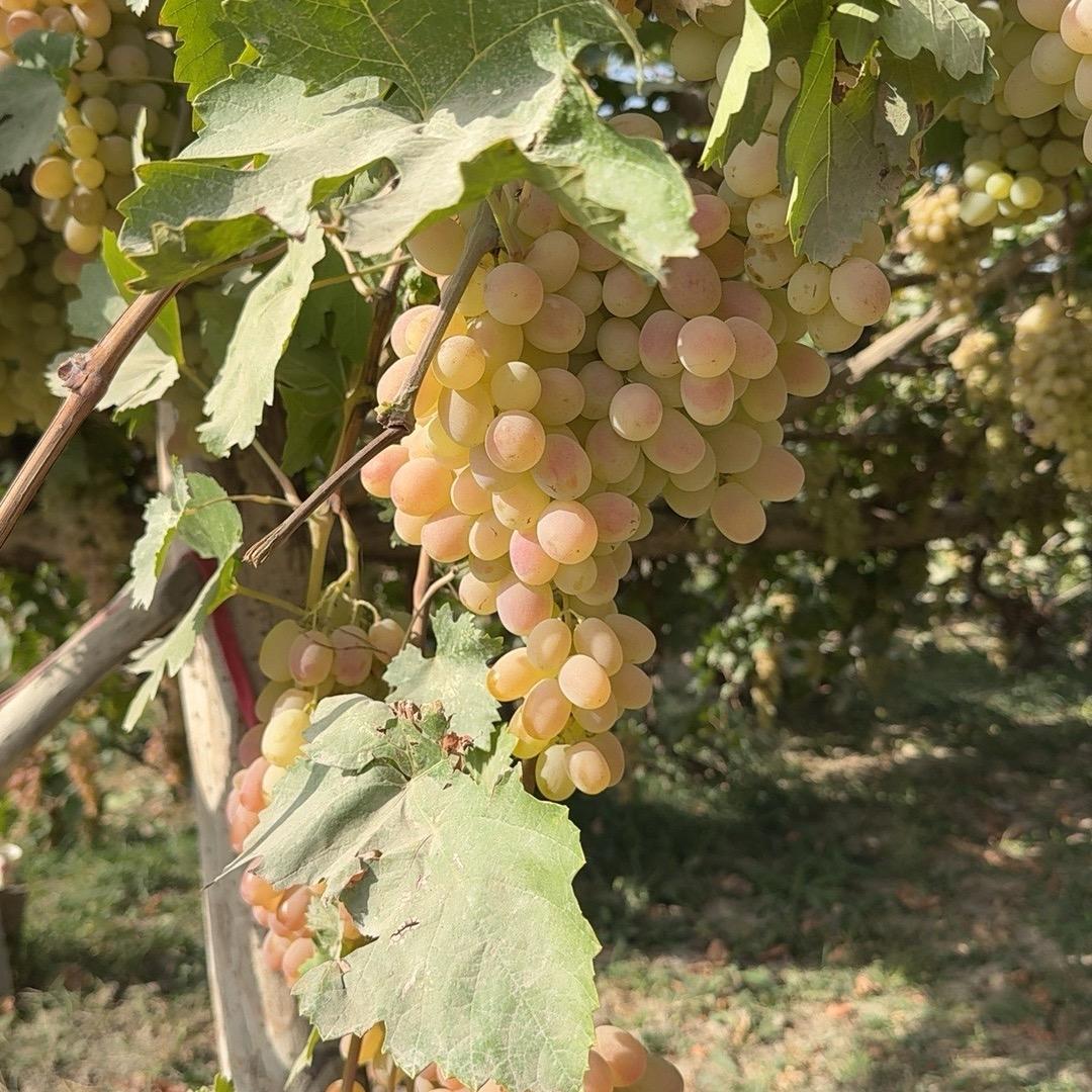 自家鲜采农产品