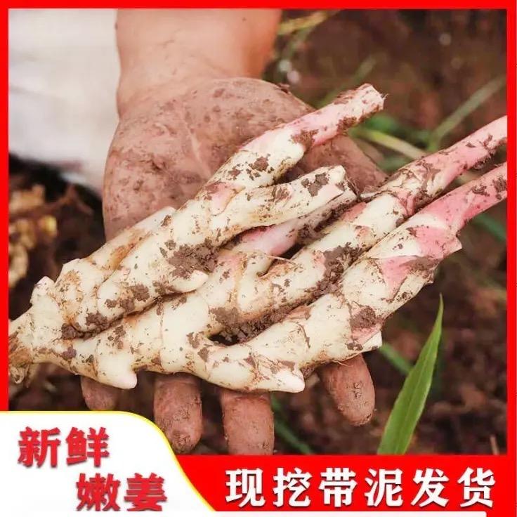 梓林农产品