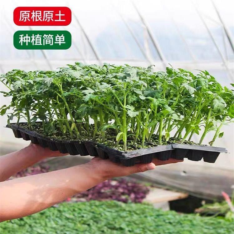 蔬状元