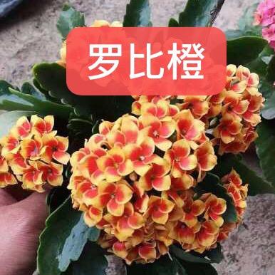 长寿花爱好