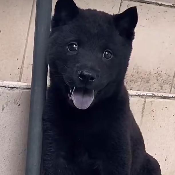 A-农村养犬人🐶