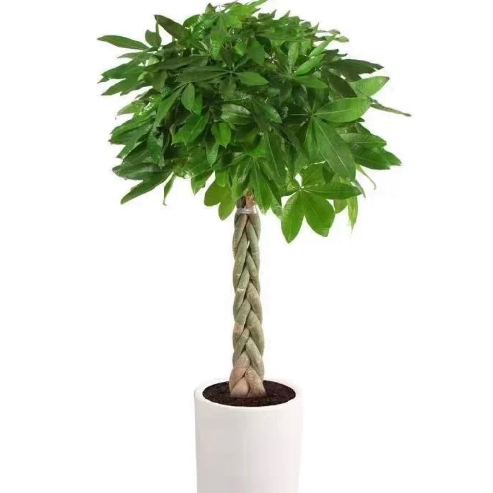 万利绿植园艺