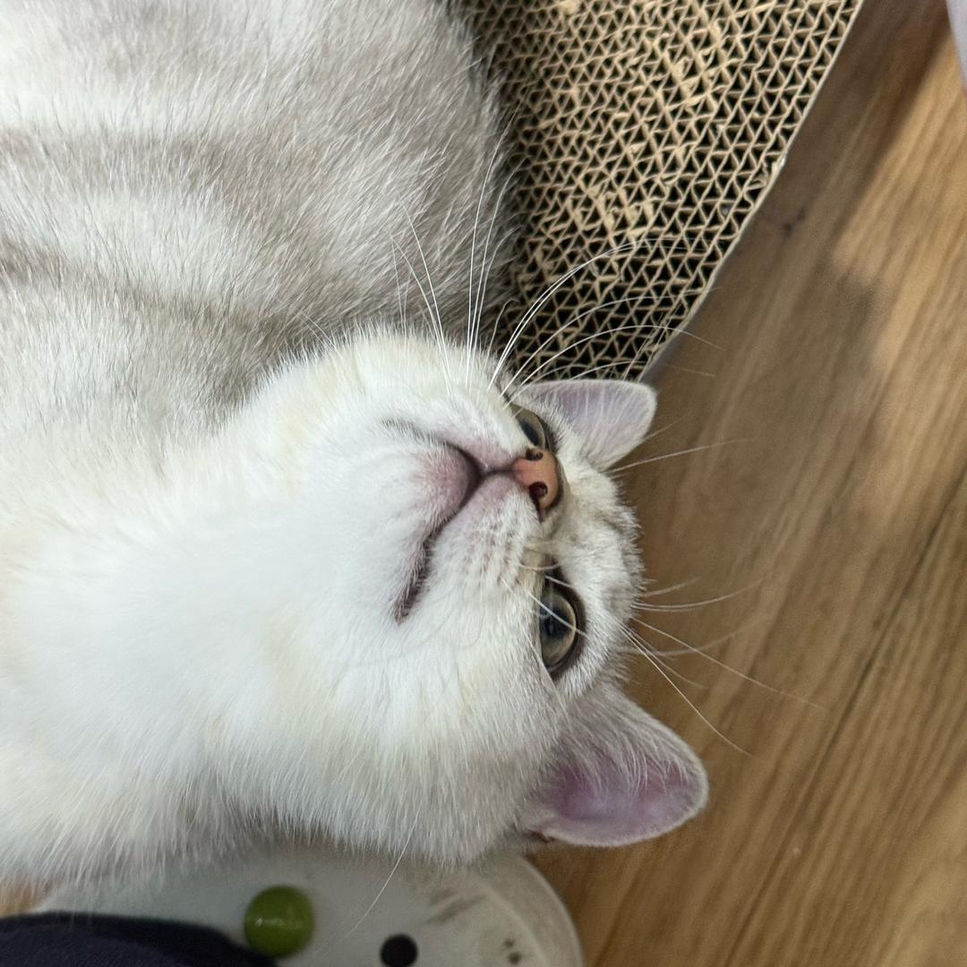 六六不是猫