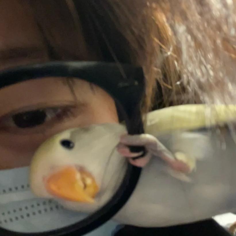 静香