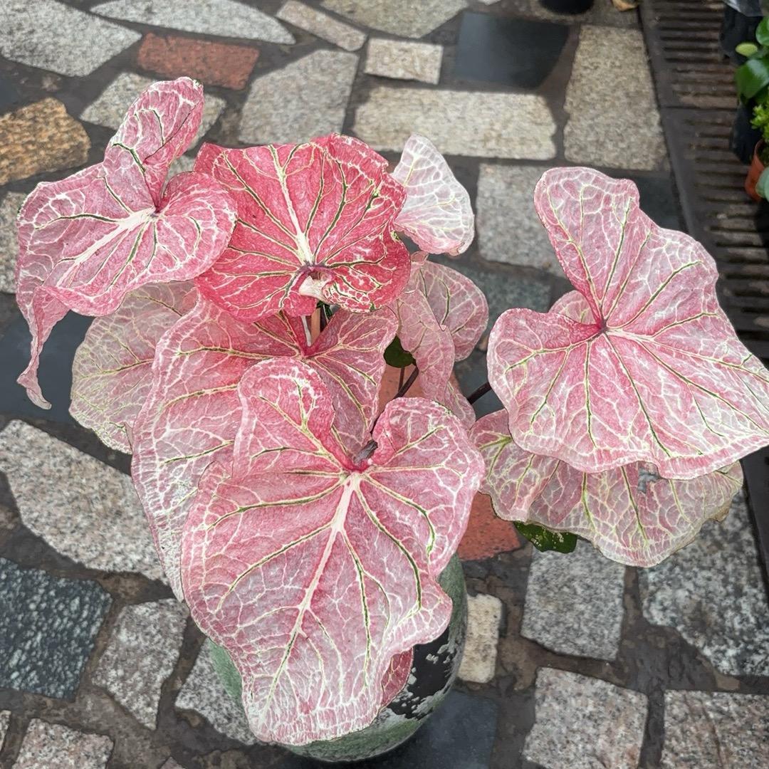 邻家花园贰号