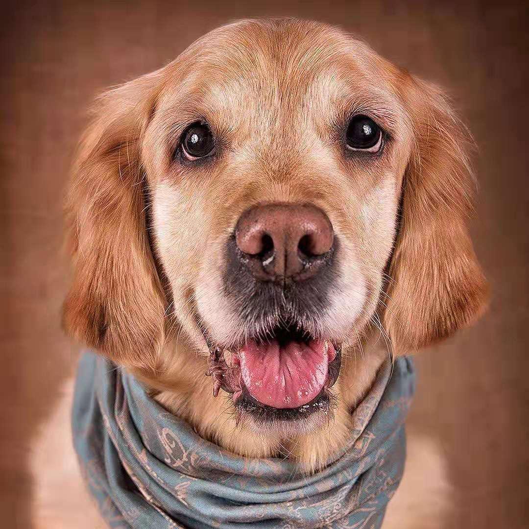 长治宠物基地(直播号)