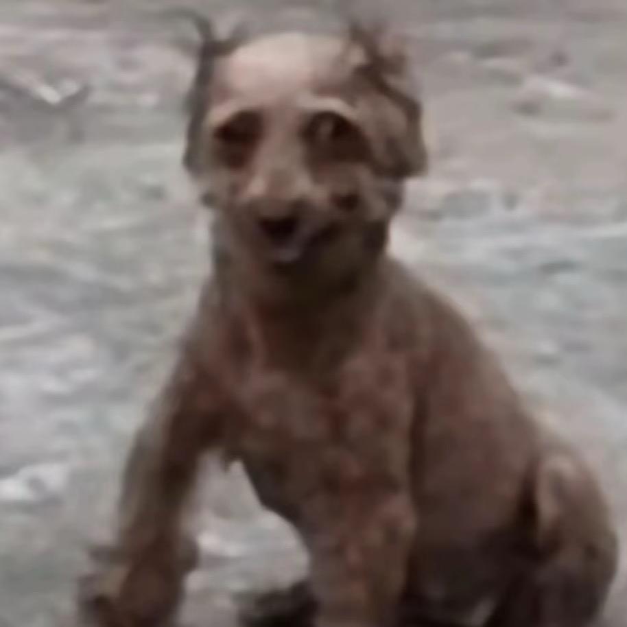 重生之我要成为电吉他之神