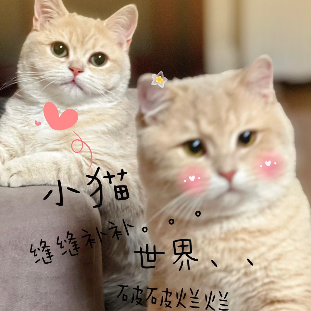 糖宝和奶油