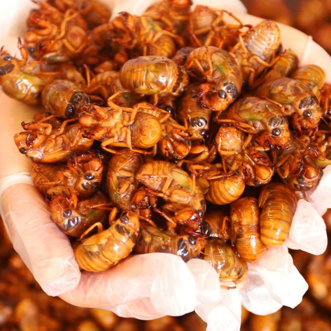 商丘金蝉养殖基地8