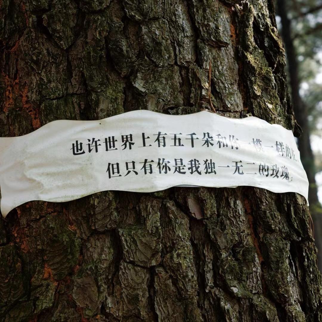 pope-游子吟