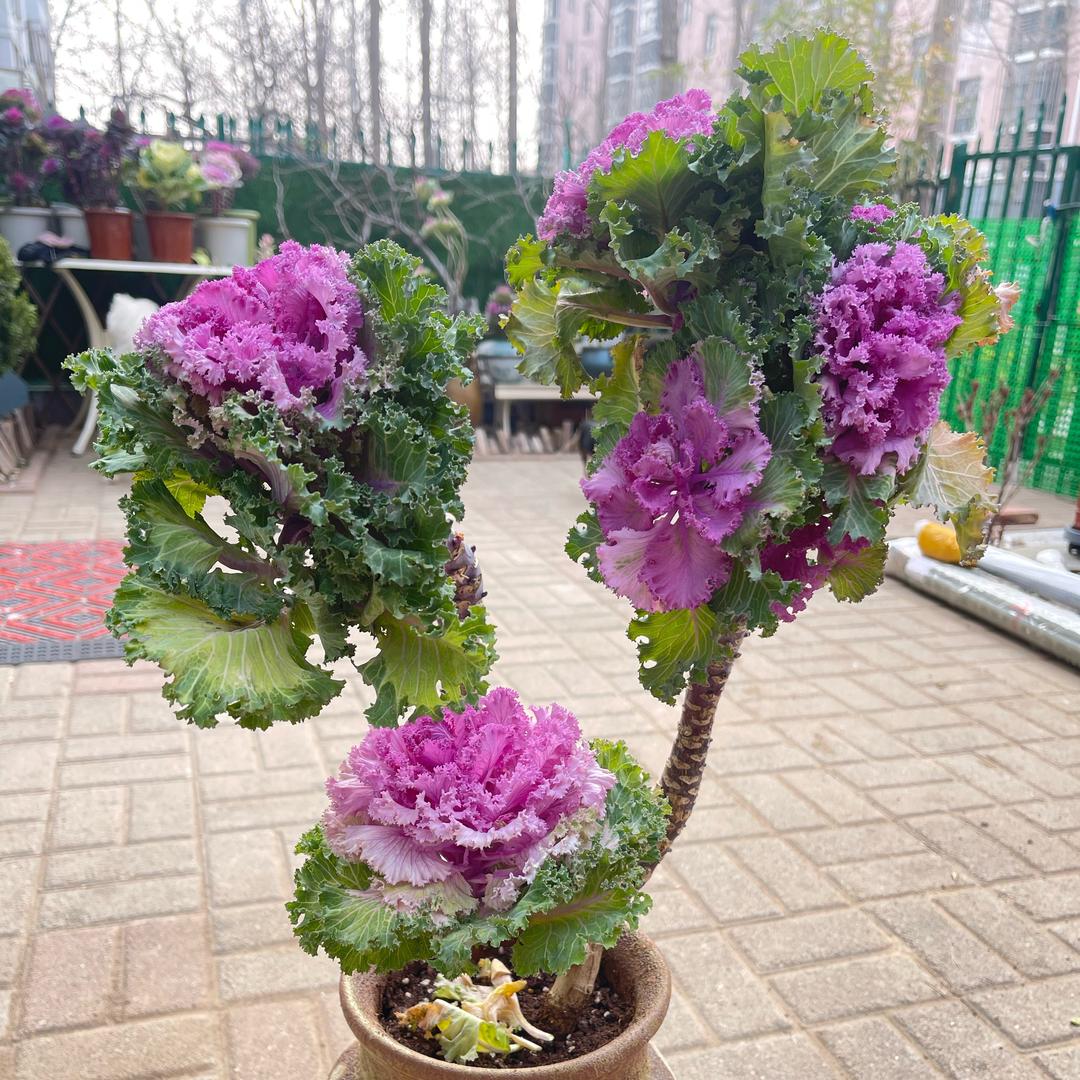 萌四宝