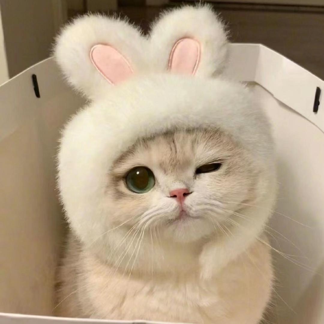 晚睡小猫