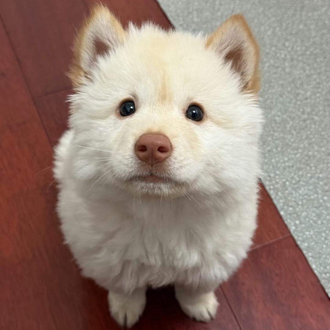 比熊（买🐶思窝）