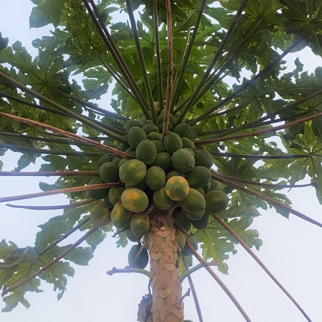 小芳爱生活
