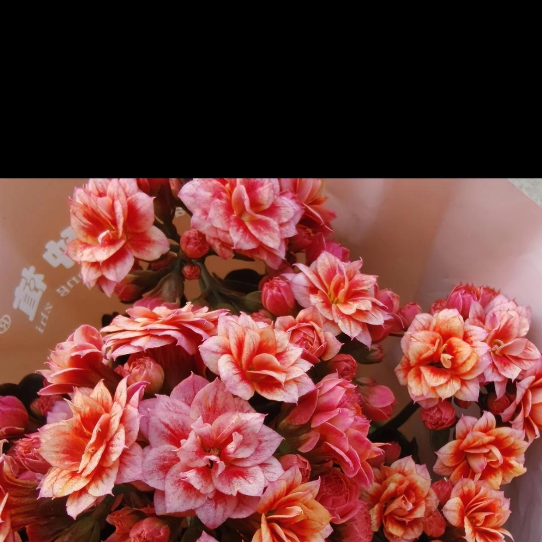 鹏程长寿花园艺