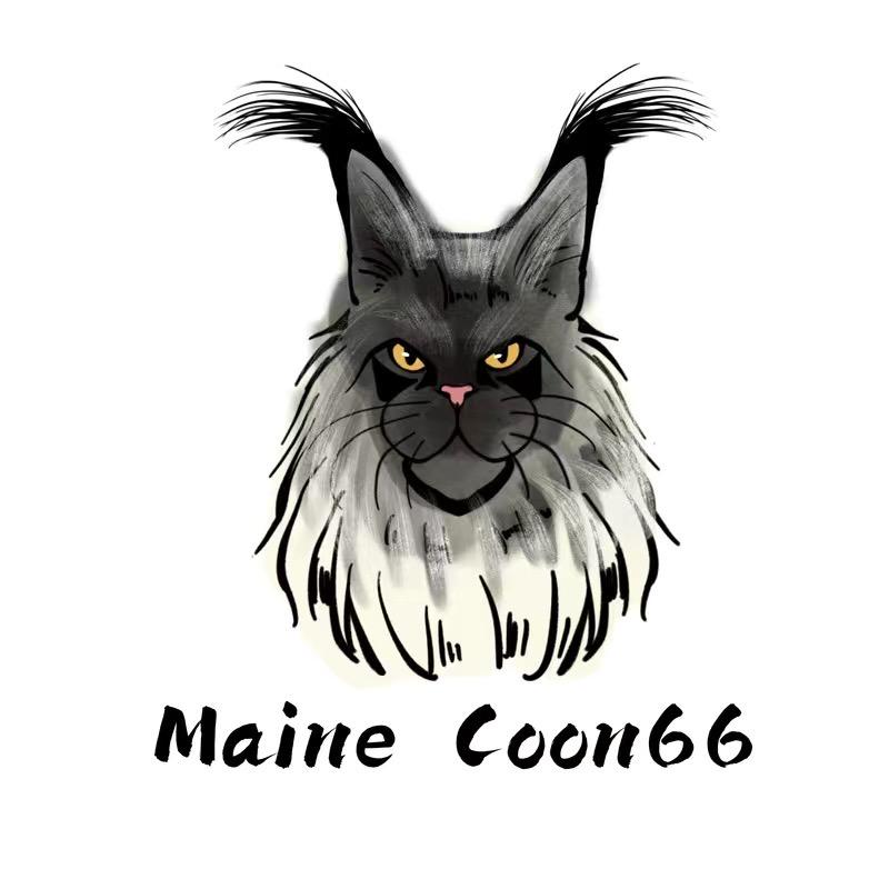 Maine Coon 66、🐈