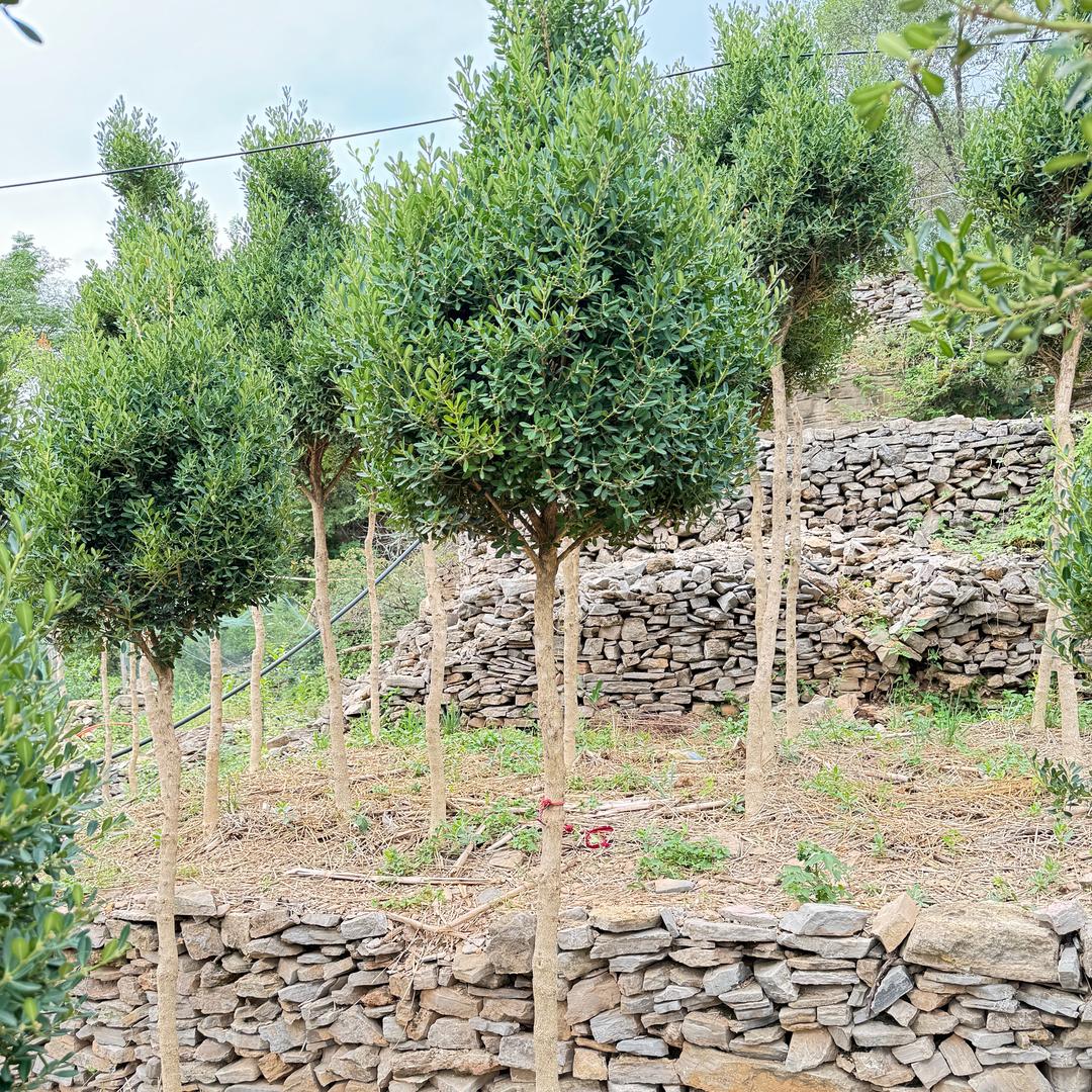 沂蒙山瓜子黄杨