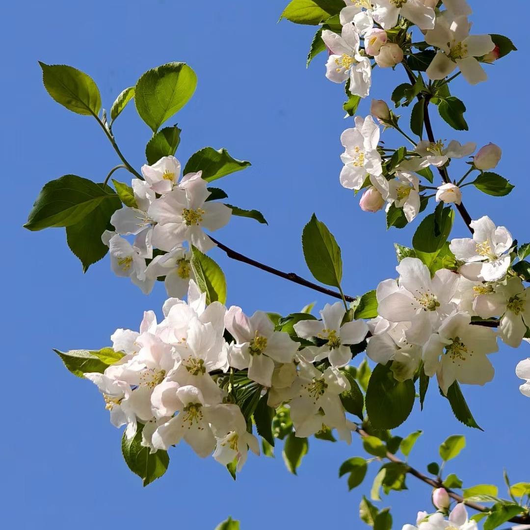 大厂鑫姐清真牛羊肉个体店授权