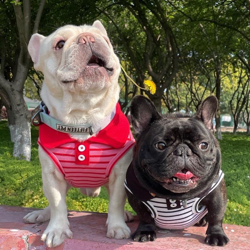 花椒家的娜娜吖