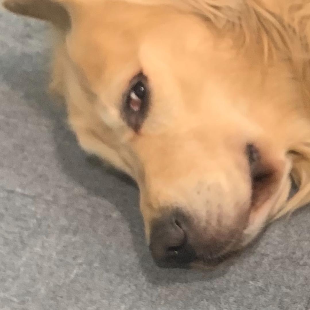 毛毛和拖拖