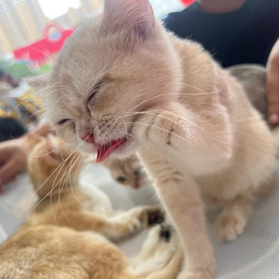 叮当猫🎶