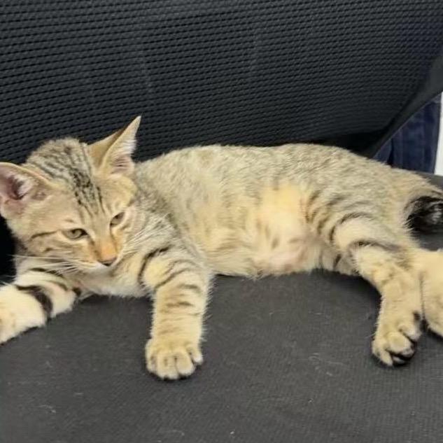 AAA冯总 专业叉车20年