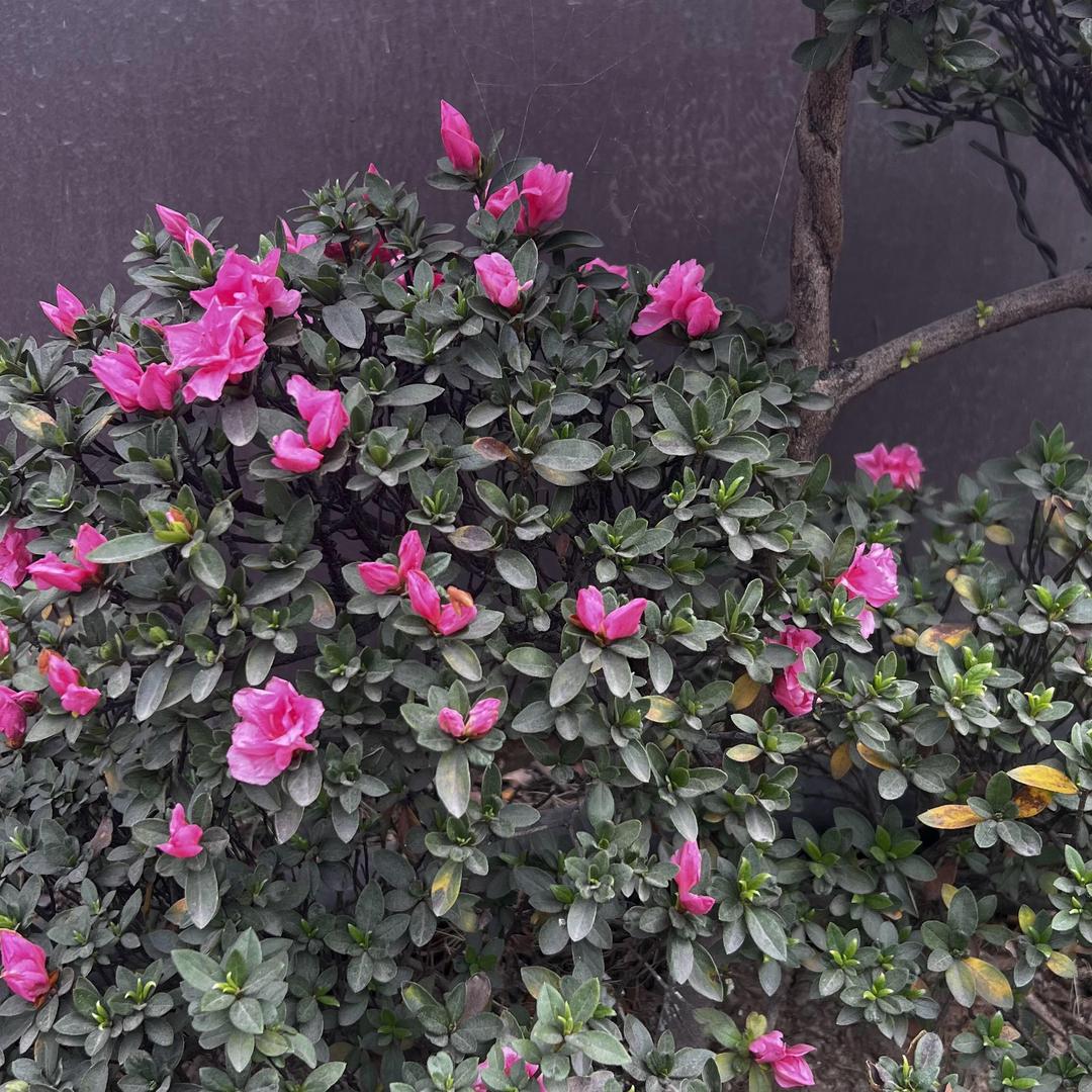 Bm文化传统103