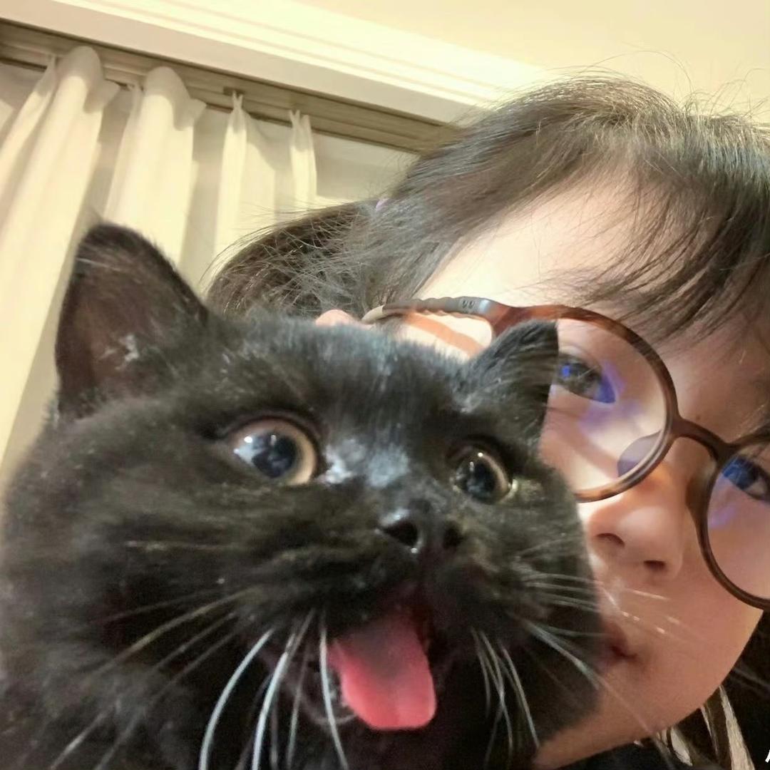 懒猫蛋子