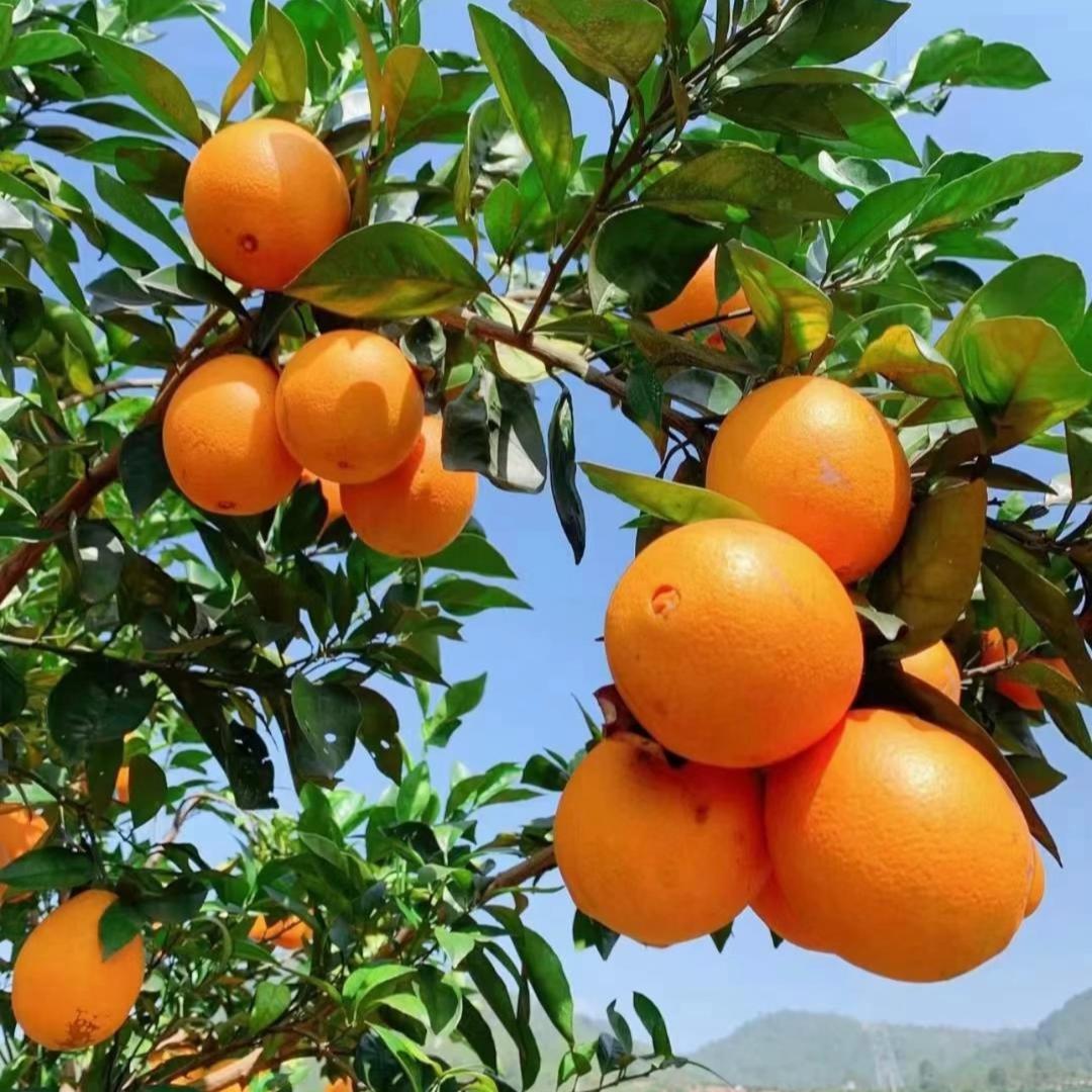 赣南橙乡园土特产