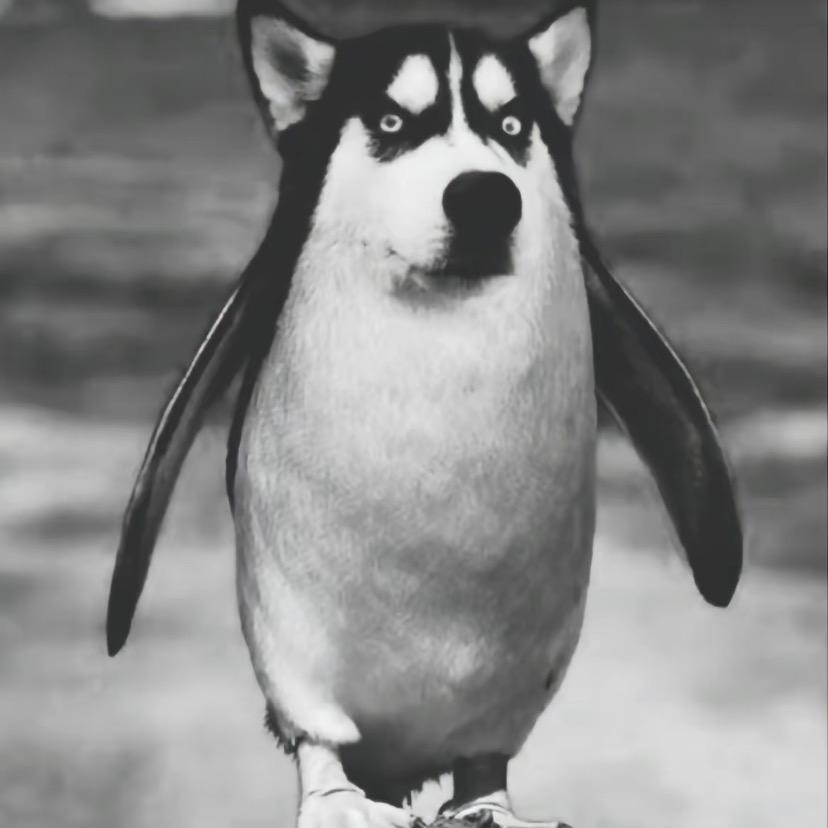 狗玖