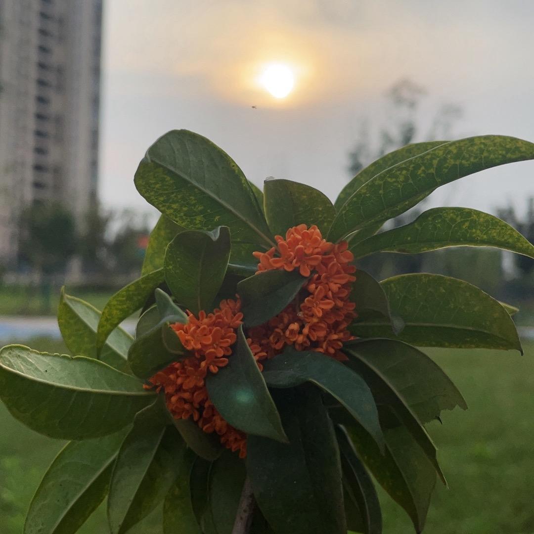 阜南娟娟🌻（成品可批）