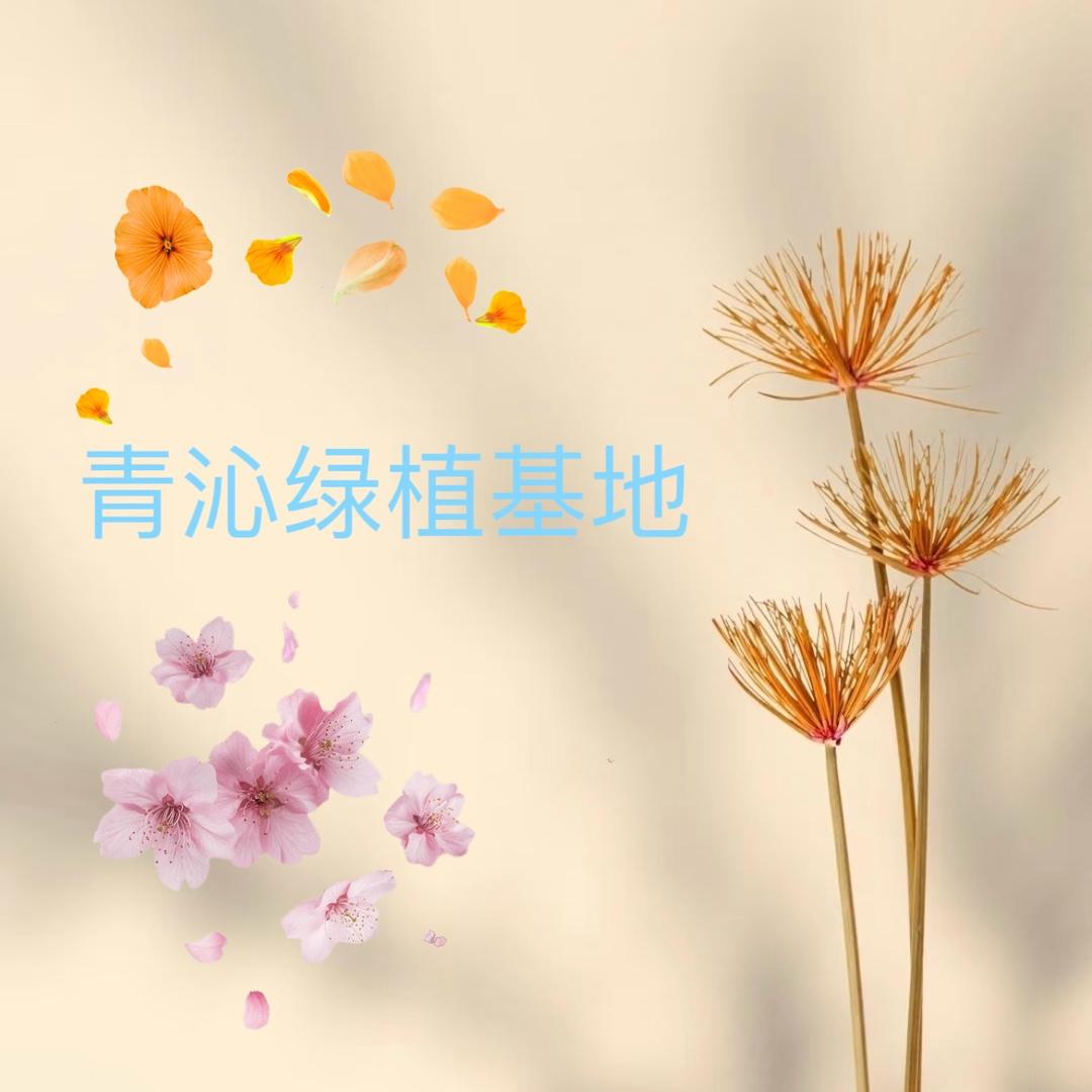 青沁绿植基地