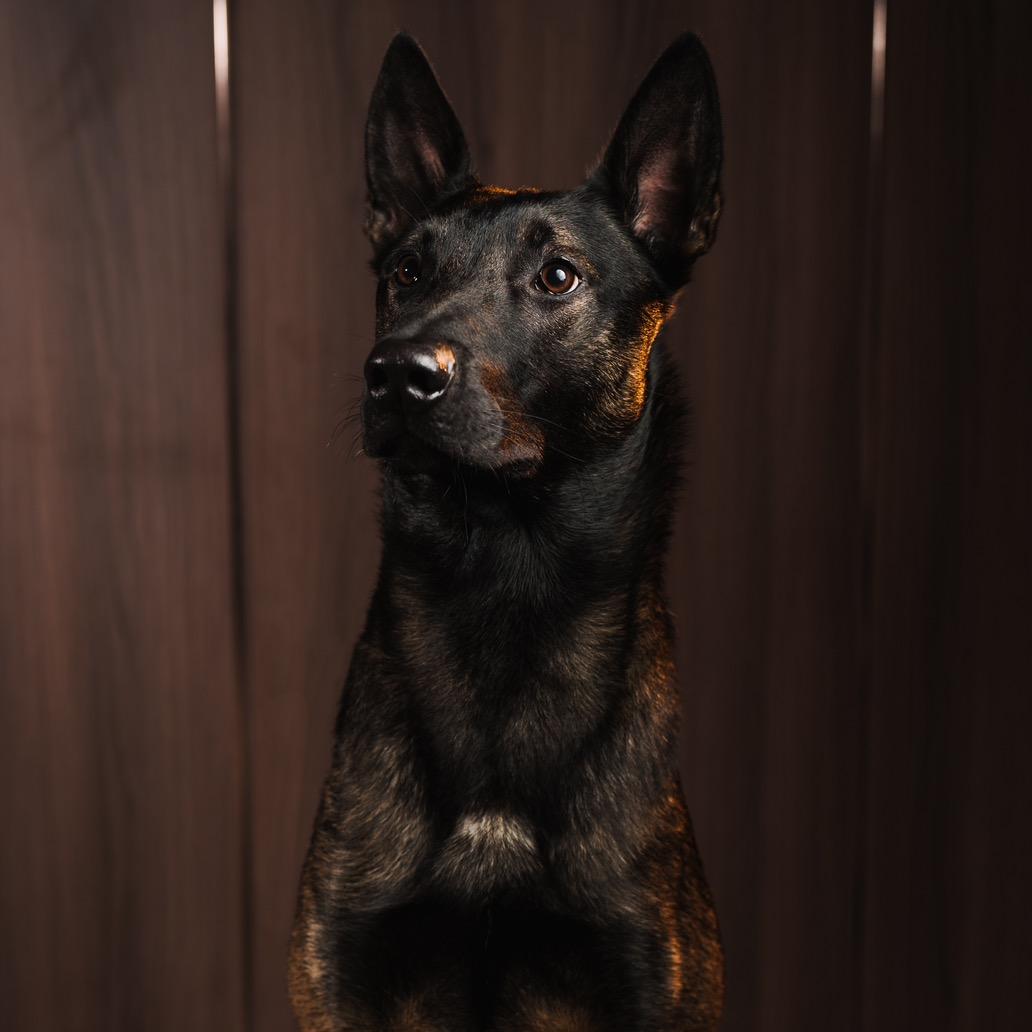马犬Luca