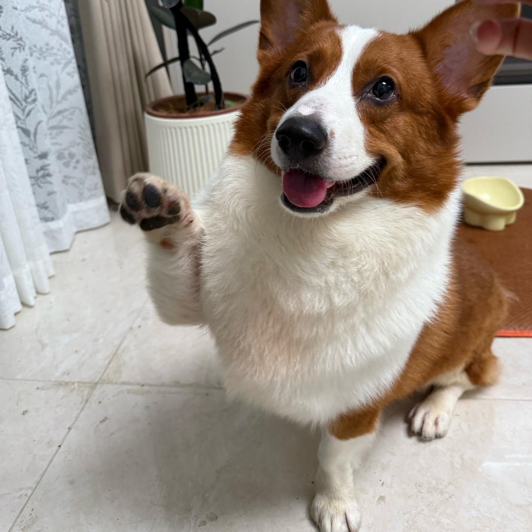 野良
