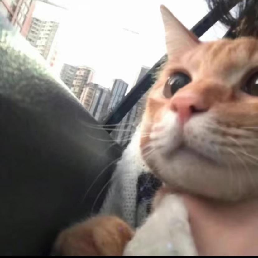 懒猫