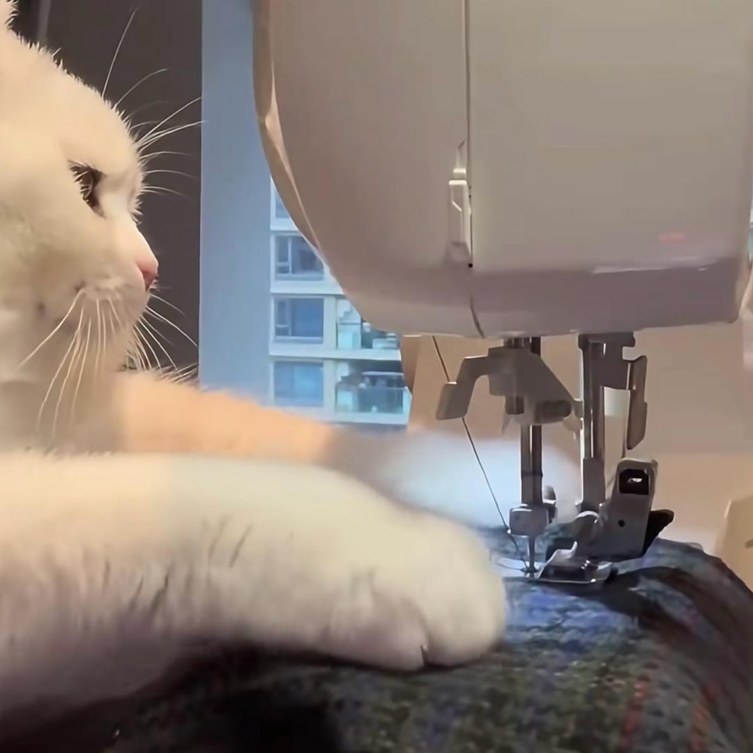 金织鹿（168/160斤）