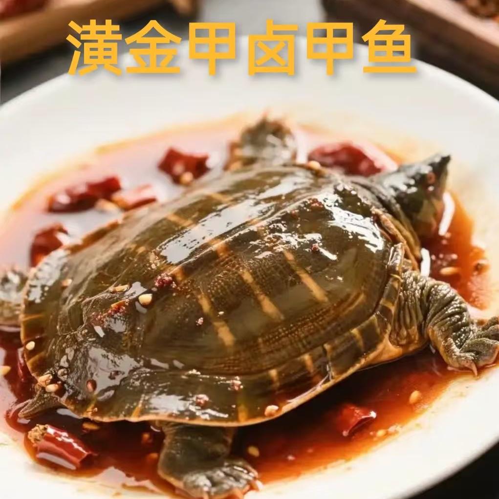 潢金甲卤甲鱼