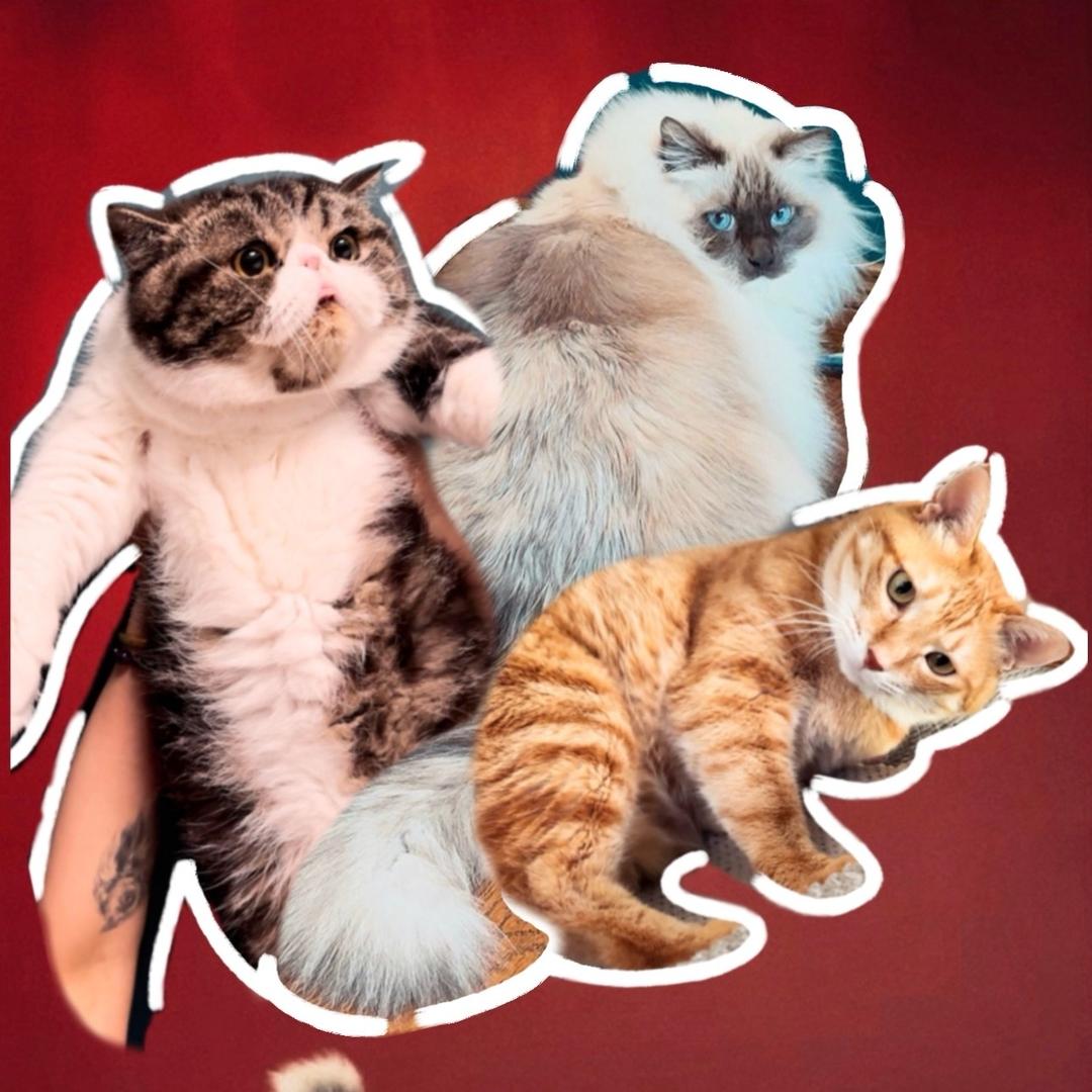 豆包包南瓜瓜@抖音